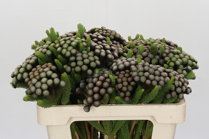 <h4>Cape Green Albiflora</h4>