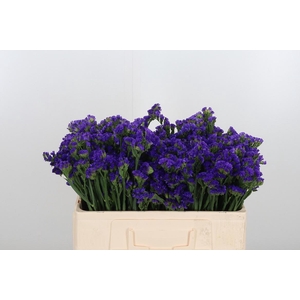 Statice Crystal Dark Blue
