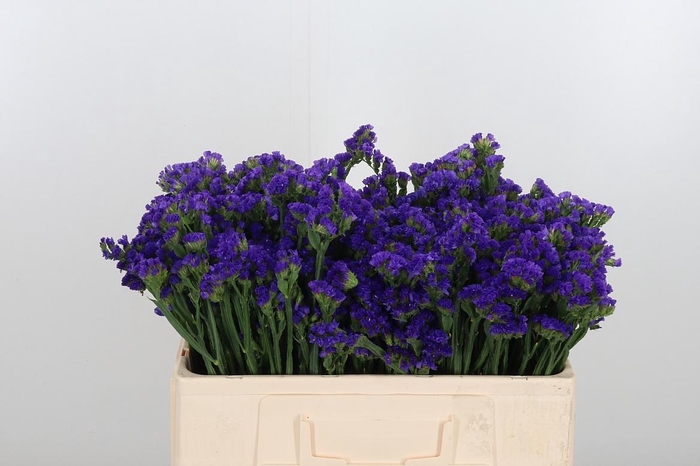 <h4>Statice Crystal Dark Blue</h4>