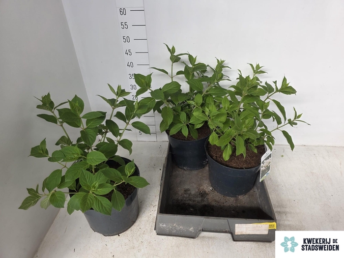 <h4>HYDR PANICULATA</h4>