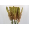 Eremurus Emmy Ro