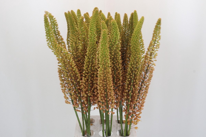 <h4>Eremurus Emmy Ro</h4>