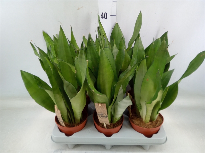 <h4>Sansevieria trifa. 'Moonshine'</h4>