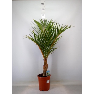 Mascarena verschaffeltii