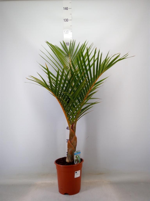 <h4>Mascarena verschaffeltii</h4>