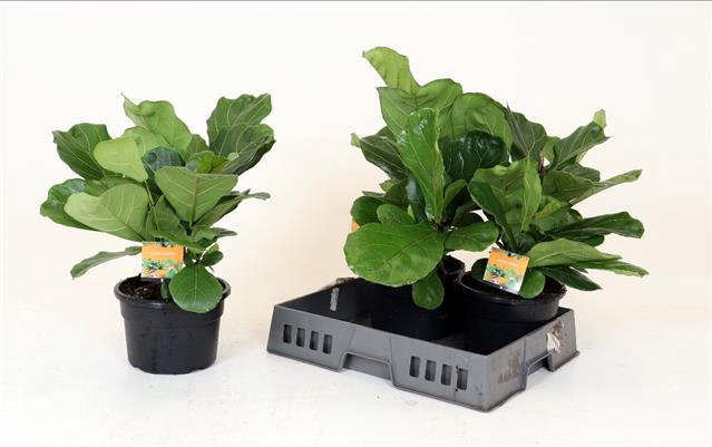 FICUS LYRATA