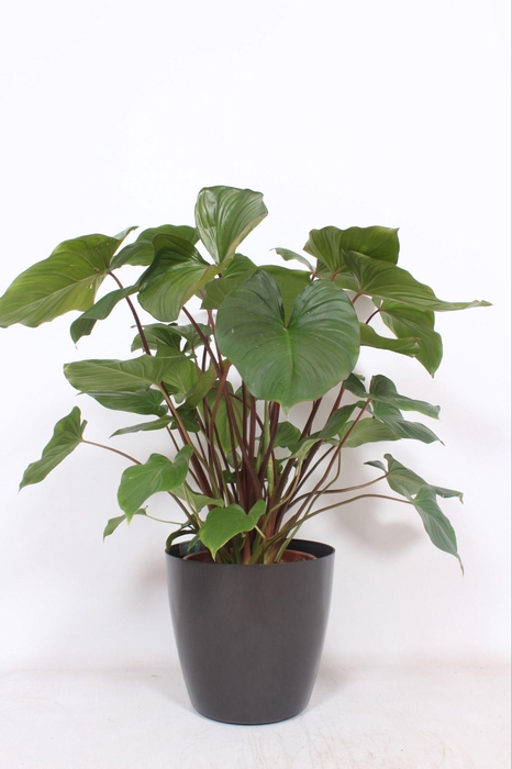 <h4>Homalomena 'Maggy' in San Remo "antraciet"</h4>