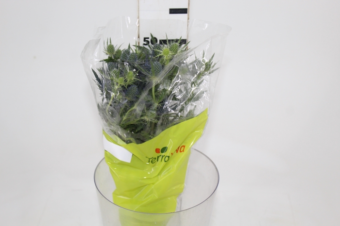 <h4>ERYNGIUM 050 CM</h4>