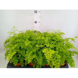 Adiantum raddi. 'Fragrans'