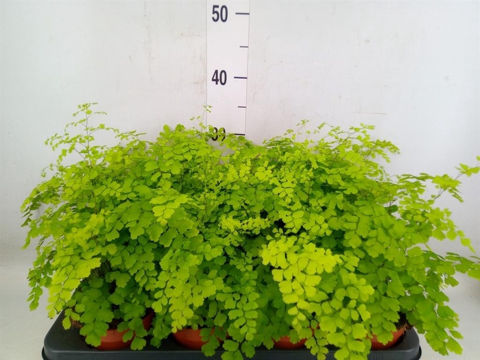 <h4>Adiantum raddi. 'Fragrans'</h4>