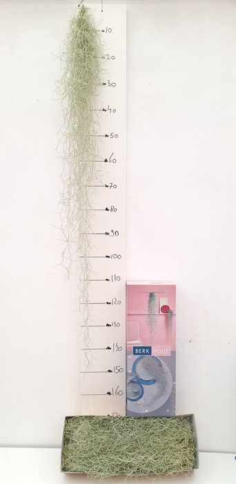 <h4>Tillandsia Usneoides 150cm</h4>
