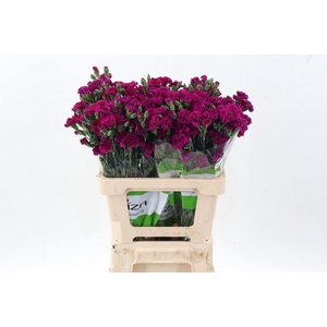 Dianthus  'Fiorino Pupa'