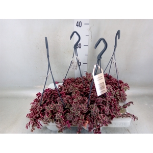 Crassula marginalis