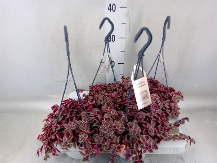 <h4>Crassula marginalis</h4>