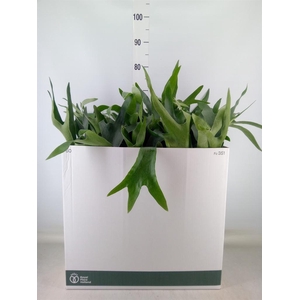 Platycerium bifurc. 'Netherlands'