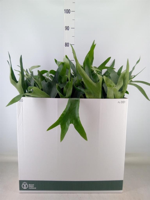 <h4>Platycerium bifurc. 'Netherlands'</h4>