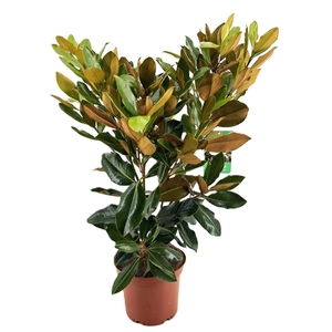 Magnolia Grandiflora 