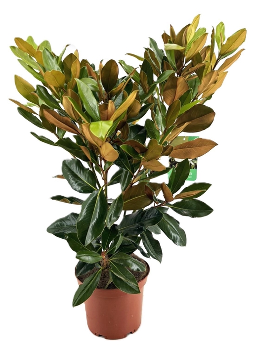 <h4>Magnolia Grandiflora "little gem"</h4>