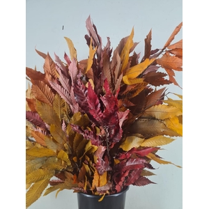 PF Chestnut Leafs Bs 150g