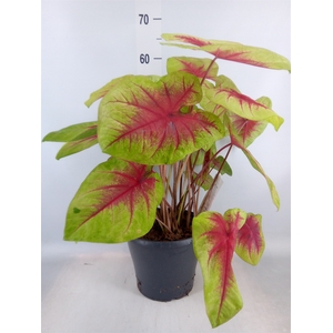 Caladium  'Lemon Blush'