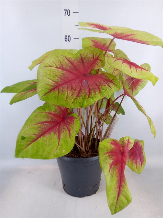 <h4>Caladium  'Lemon Blush'</h4>