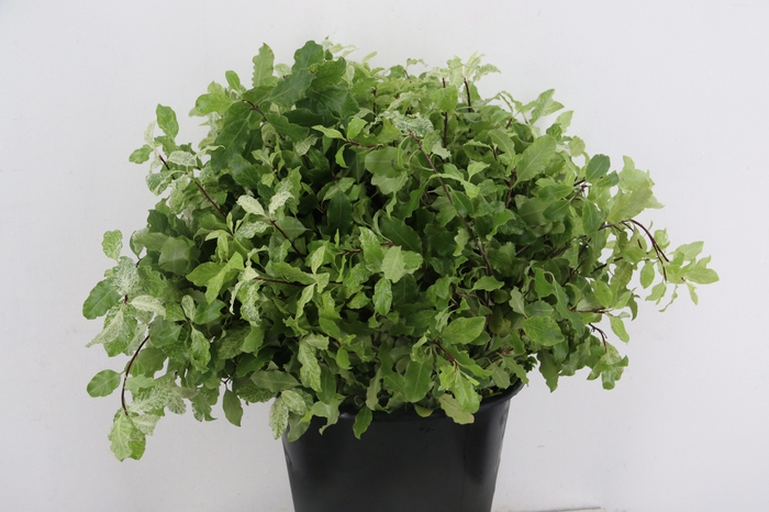 <h4>PITTO NEVATO 150GR</h4>