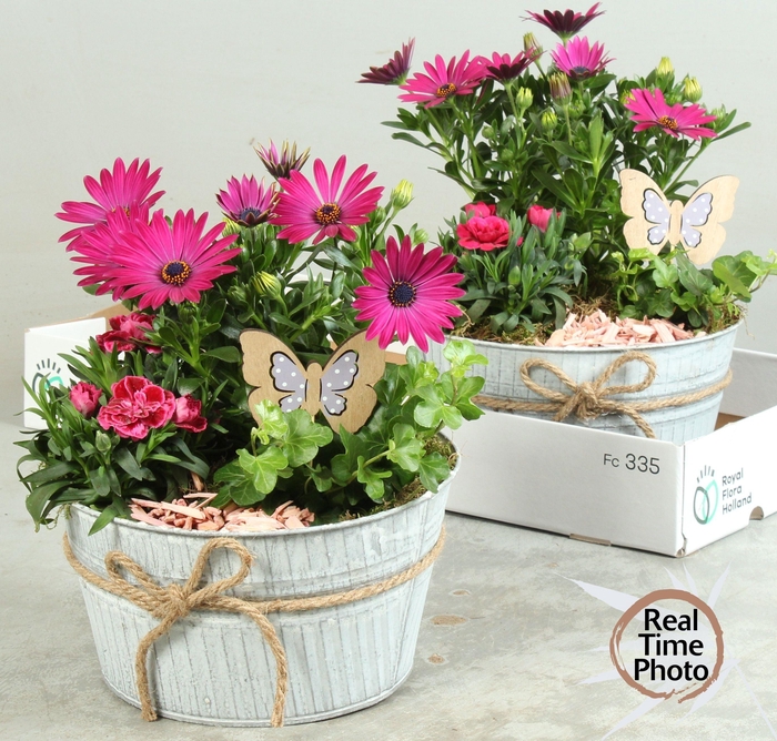 <h4>ARR TUINPLANTEN</h4>