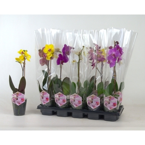 PHAL GEM