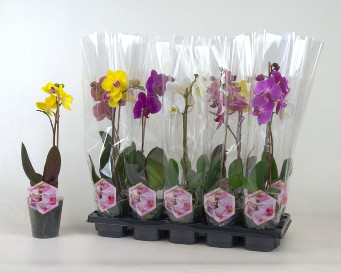 <h4>PHAL GEM</h4>