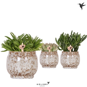 Kolibri Greens Succulenten mix in Safari pot