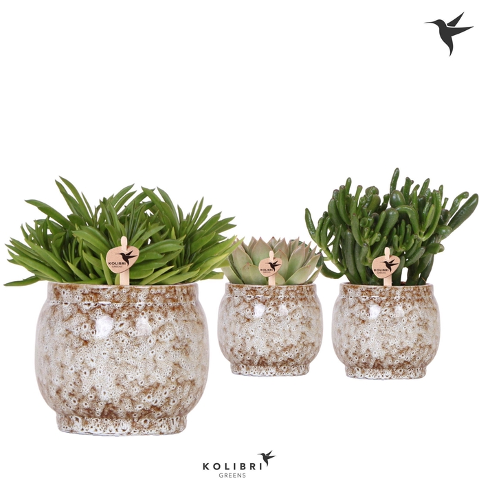 <h4>Kolibri Greens Succulenten mix in Safari pot</h4>