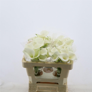 Calla White Art | Heavy Quality