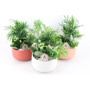 arr2 PL - Ker. bolschaal mix x3 - wit