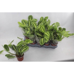 Marantha leuconeura Lemon 12Ø 35cm