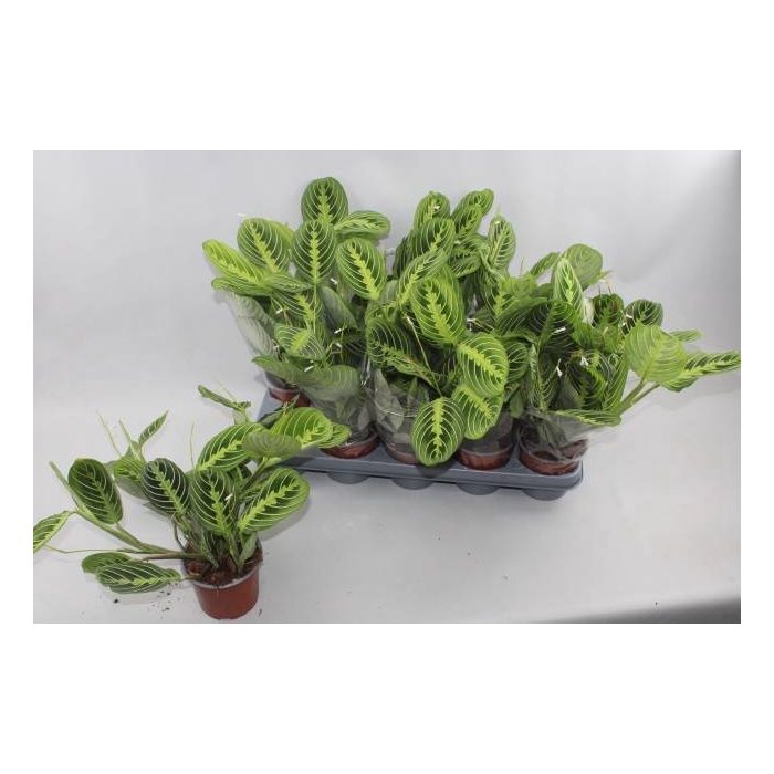 <h4>Marantha leuconeura Lemon 12Ø 35cm</h4>