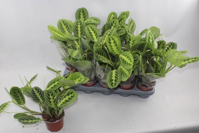 Marantha leuconeura Lemon 12Ø 35cm