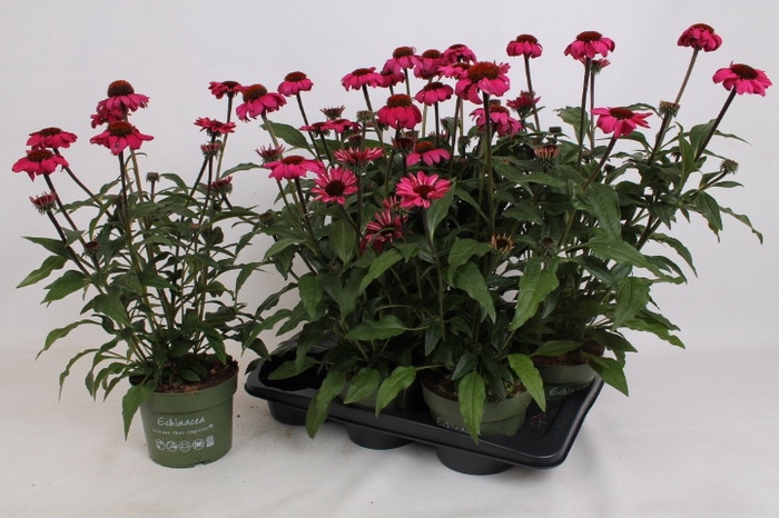 <h4>ECHINA SOMBRERO ROSE</h4>
