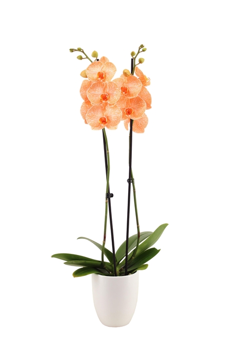 <h4>Hugo White Phal I Am Orange 2T14+</h4>