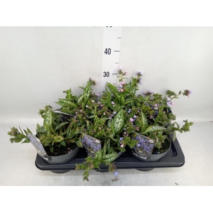 Pulmonaria longifolia