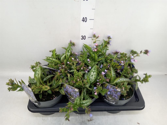 <h4>Pulmonaria longifolia</h4>