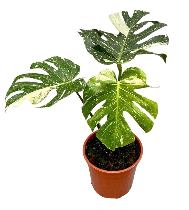 Monstera deliciosa Thai Constellati