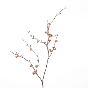 AF Chaenomeles L142cm Coral