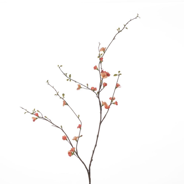 <h4>AF Chaenomeles L142cm Coral</h4>
