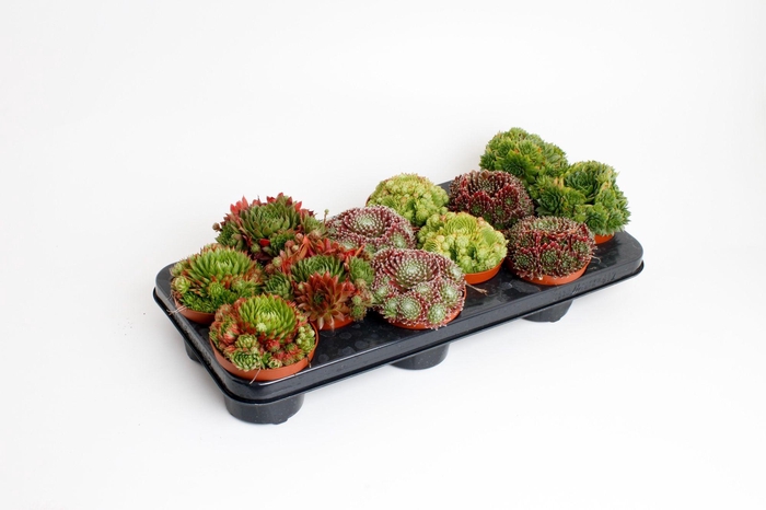 <h4>Sempervivum Mix</h4>