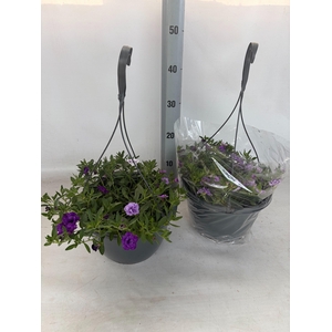 Calib Duobell Gem Pt