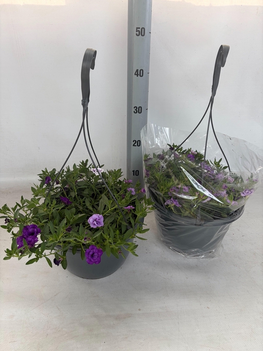 <h4>Calib Duobell Gem Pt</h4>