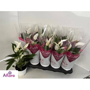 Anthurium Banderola Cava 10,5Ø 30cm 4fl