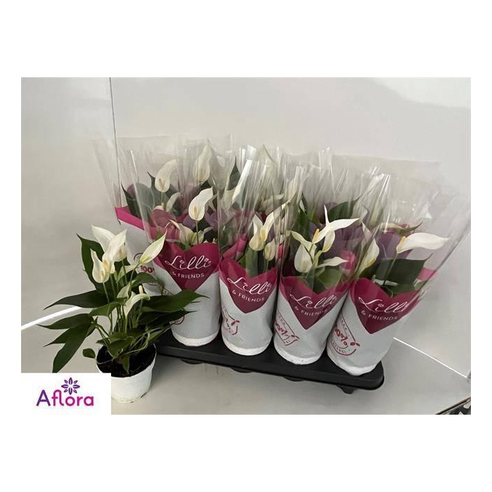 <h4>Anthurium Banderola Cava 10,5Ø 30cm 4fl</h4>