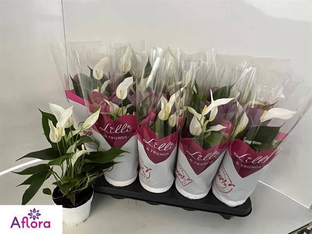 Anthurium Banderola Cava 10,5Ø 30cm 4fl