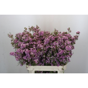 Chamelaucium Giselle